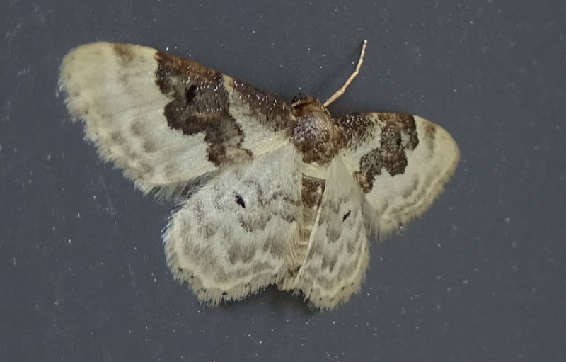 Idaea rusticata - Geometridae